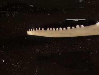Media type: image;   Herpetology R-140267